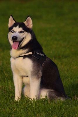 Husky: This Is a General Name for a Sled-Type of Dog Used in Northern Regions, Differentiated from Other Sled-Dog Types by Th by Planners and Journals