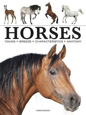 Horses by Paula Hammond