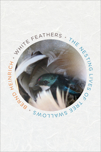 White Feathers: The Nesting Lives of Tree Swallows by Bernd Heinrich