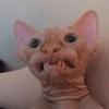 timbit29x's profile picture