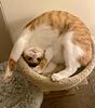poppycat's profile picture