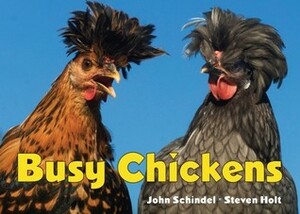 Busy Chickens by John Schindel, Steven Holt