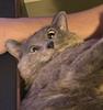 athailie's profile picture