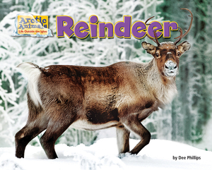 Reindeer by Dee Phillips