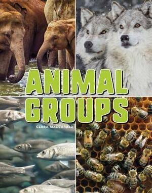Animal Groups by Clara Maccarald
