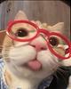 lautus's profile picture