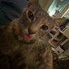 beezusdebeebus's profile picture