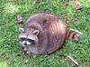 baisles's profile picture