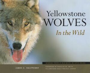 Yellowstone Wolves in the Wild by James C. Halfpenny