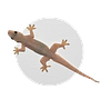 ceiling_lizard's profile picture