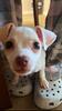 squeakychihuahua's profile picture