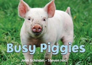 Busy Piggies by John Schindel