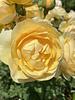 abbey_mundt's profile picture