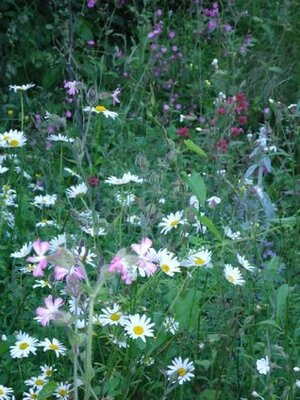 Sweet William in the Orchard - A Conversation with Shakespeare (Horatio Clare's Essays) by Horatio Clare