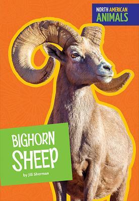 Bighorn Sheep by Jill Sherman