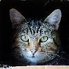 lippenpiercing's profile picture