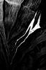 lotus_dew's profile picture