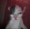 purrsonu's profile picture