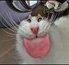 _dicentra_'s profile picture