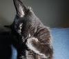 jestareader's profile picture