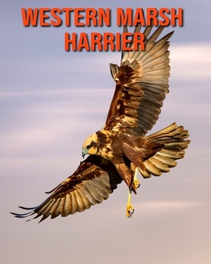 Western Marsh Harrier by Matilda Leo