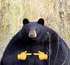 flavius_nichifor's profile picture