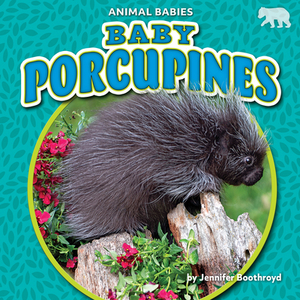 Baby Porcupines by Jennifer Boothroyd