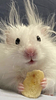 vinkvandal's profile picture