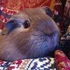 dobbyhasnomaster's profile picture