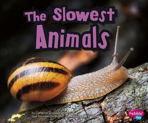 The Slowest Animals by Catherine Ipcizade