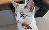 cookiemaki's profile picture