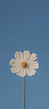 arianah's profile picture