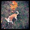 xiolaphone's profile picture