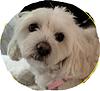 miss_cheevious's profile picture