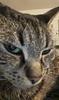 rachelsheplak's profile picture