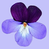 sparklingviolets's profile picture