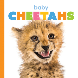 Baby Cheetahs by Kate Riggs