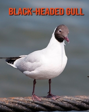 Black-Headed Gull: Learn About Black-Headed Gull and Enjoy Colorful Pictures by Diane Jackson