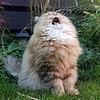 wiaaam's profile picture