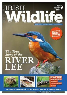 Irish Wildlife (Autumn 2016) by Pádraic Fogarty, Declan O'Mahony, Mary Reynolds