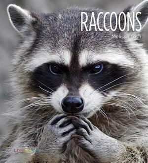 Raccoons by Melissa Gish