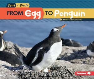 From Egg to Penguin by Jennifer Boothroyd