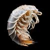 isopod's profile picture