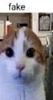 lainyreads's profile picture