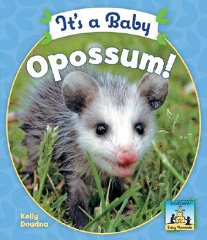 It's a Baby Opossum! by Kelly Doudna