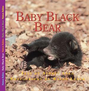 Baby Black Bear by Aubrey Lang