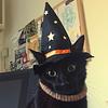 poppyinthebin's profile picture