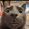 convoi's profile picture