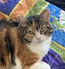 calithecalico's profile picture