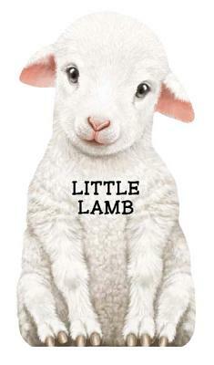 Little Lamb by 